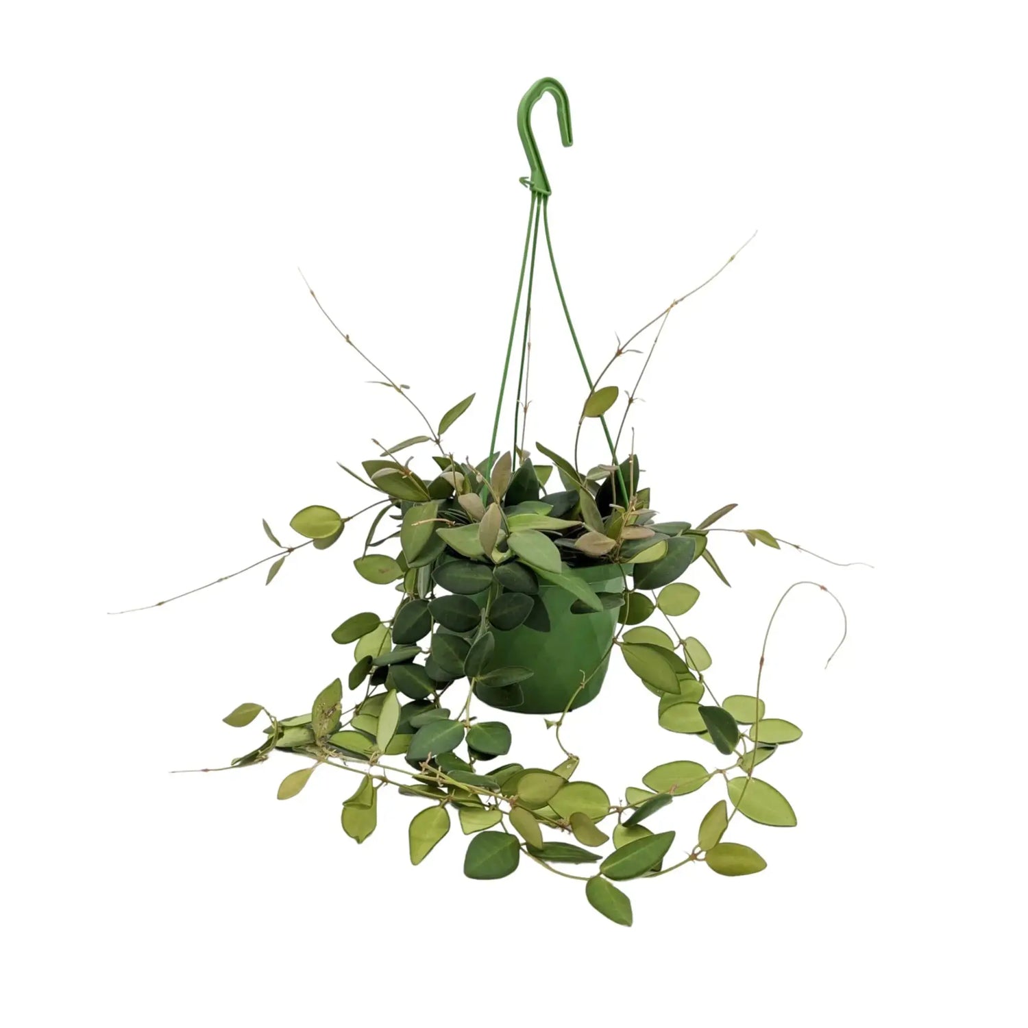 Hoya burtoniae Hanging Plant - Wax Plant Leaf Culture