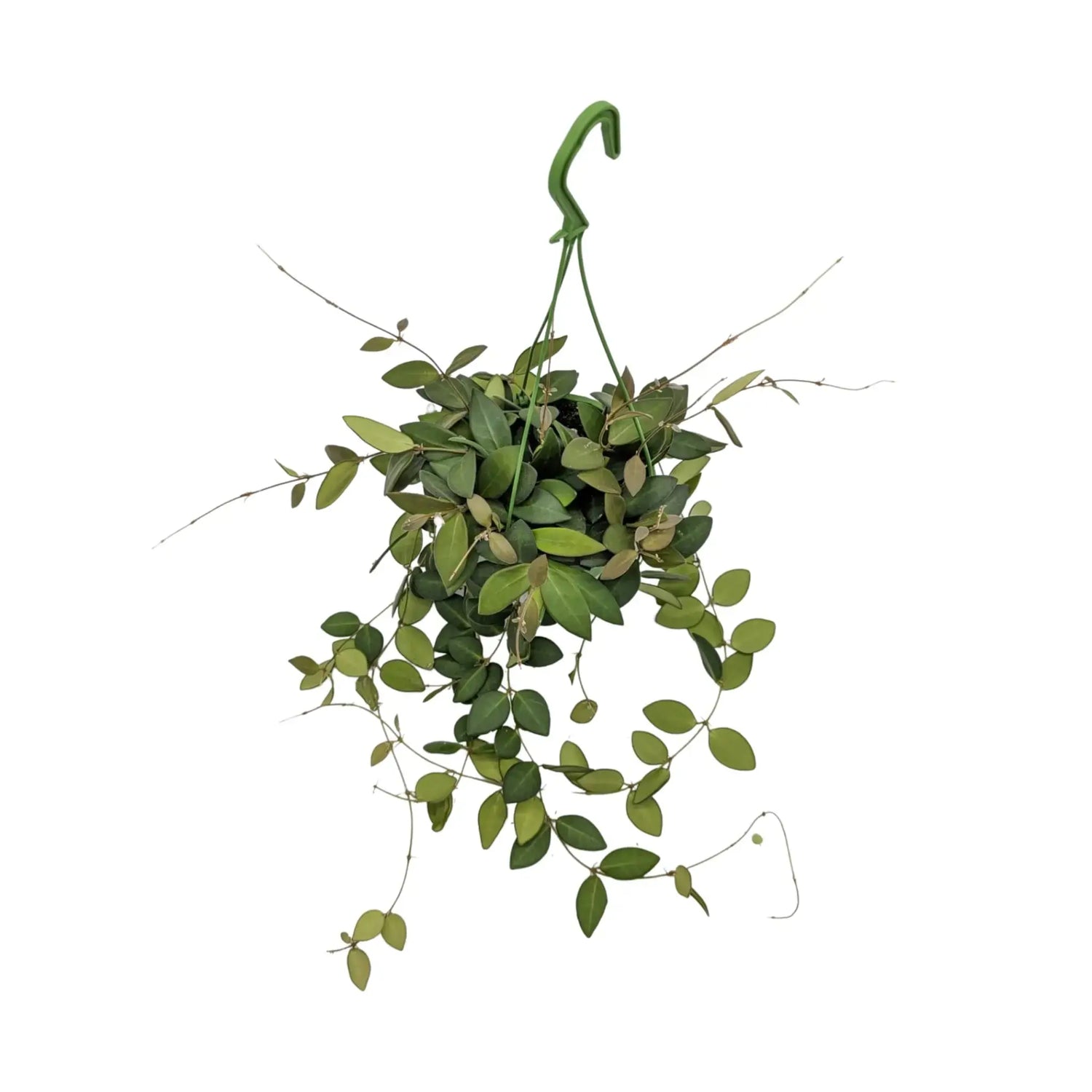 Hoya burtoniae Hanging Plant - Wax Plant Leaf Culture