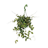 Hoya burtoniae Hanging Plant - Wax Plant Leaf Culture