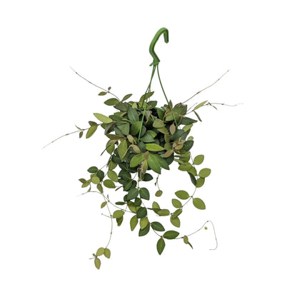 Hoya burtoniae Hanging Plant - Wax Plant Leaf Culture