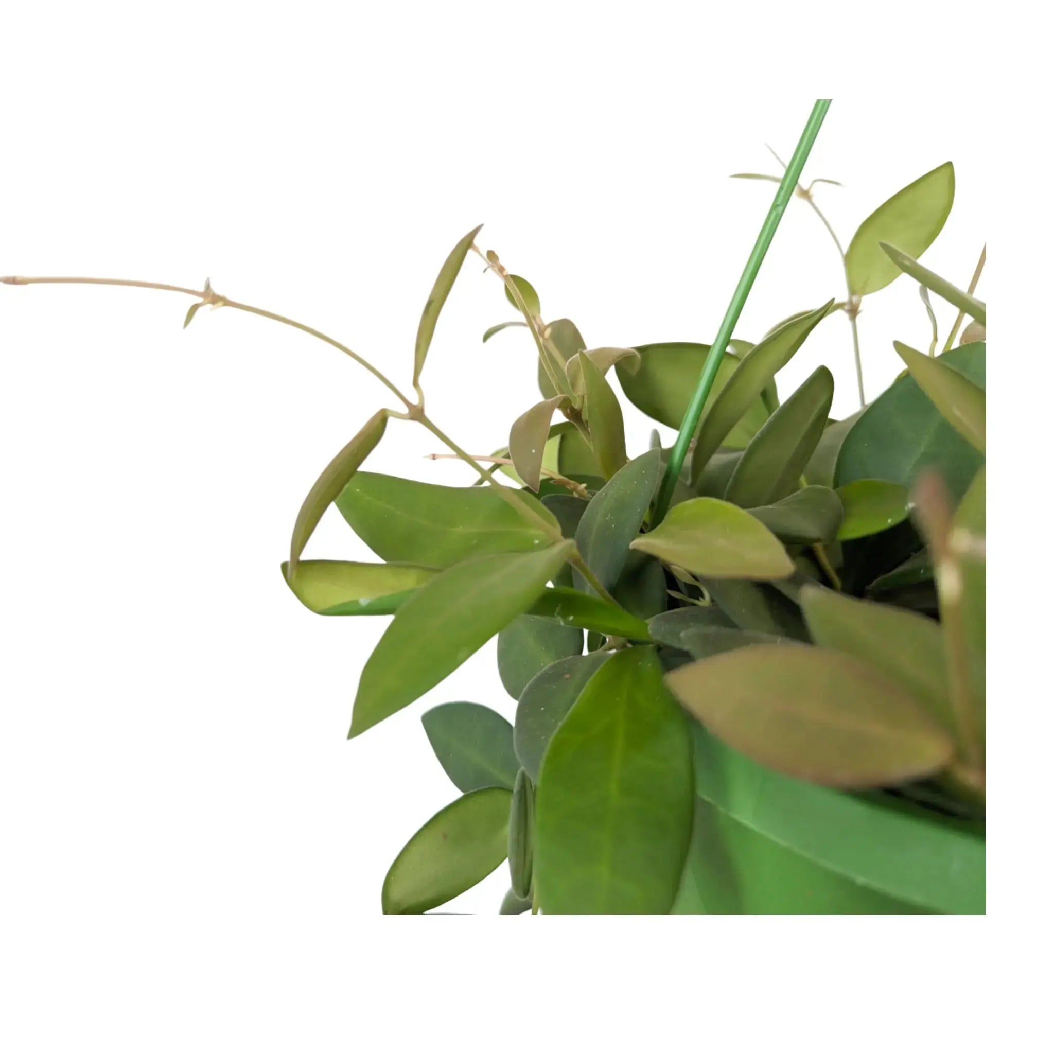 Hoya burtoniae Hanging Plant - Wax Plant Leaf Culture