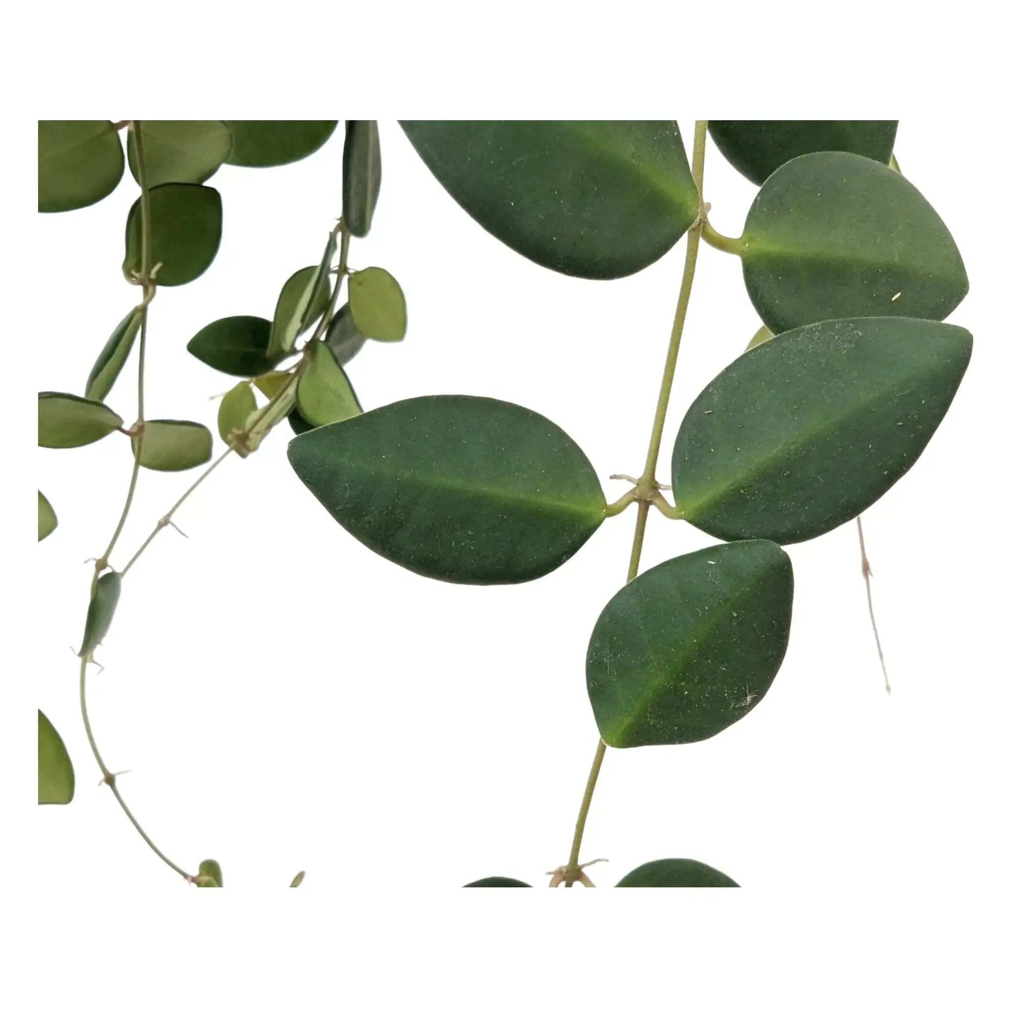 Hoya burtoniae Hanging Plant - Wax Plant Leaf Culture