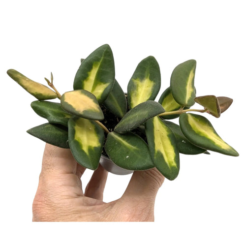 Hoya burtoniae Variegata Leaf Culture