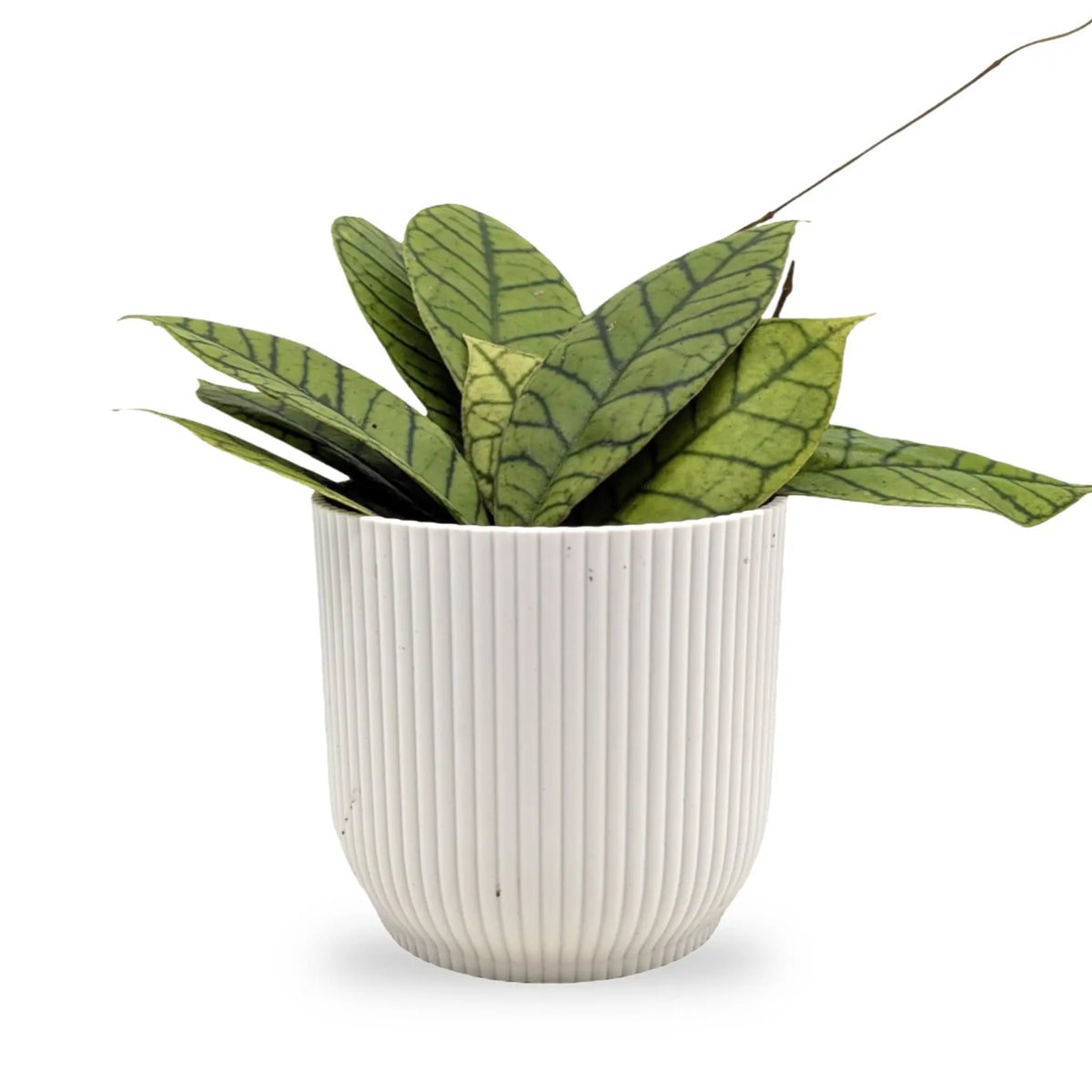 Hoya callistophylla | Wax Plant Leaf Culture