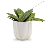 Hoya callistophylla | Wax Plant Leaf Culture