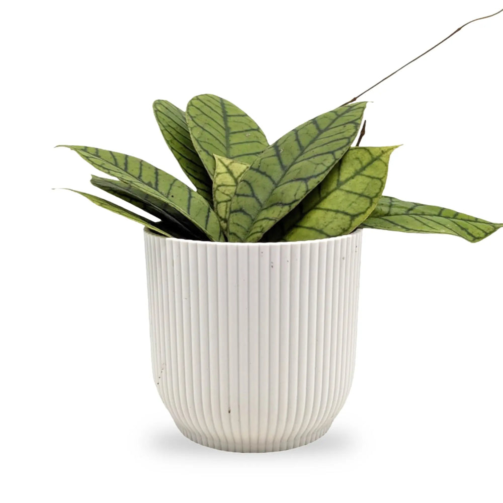 Hoya callistophylla | Wax Plant_1_main