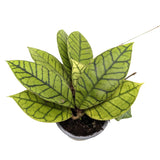 Hoya callistophylla | Wax Plant Leaf Culture