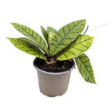 Hoya callistophylla | Wax Plant Leaf Culture