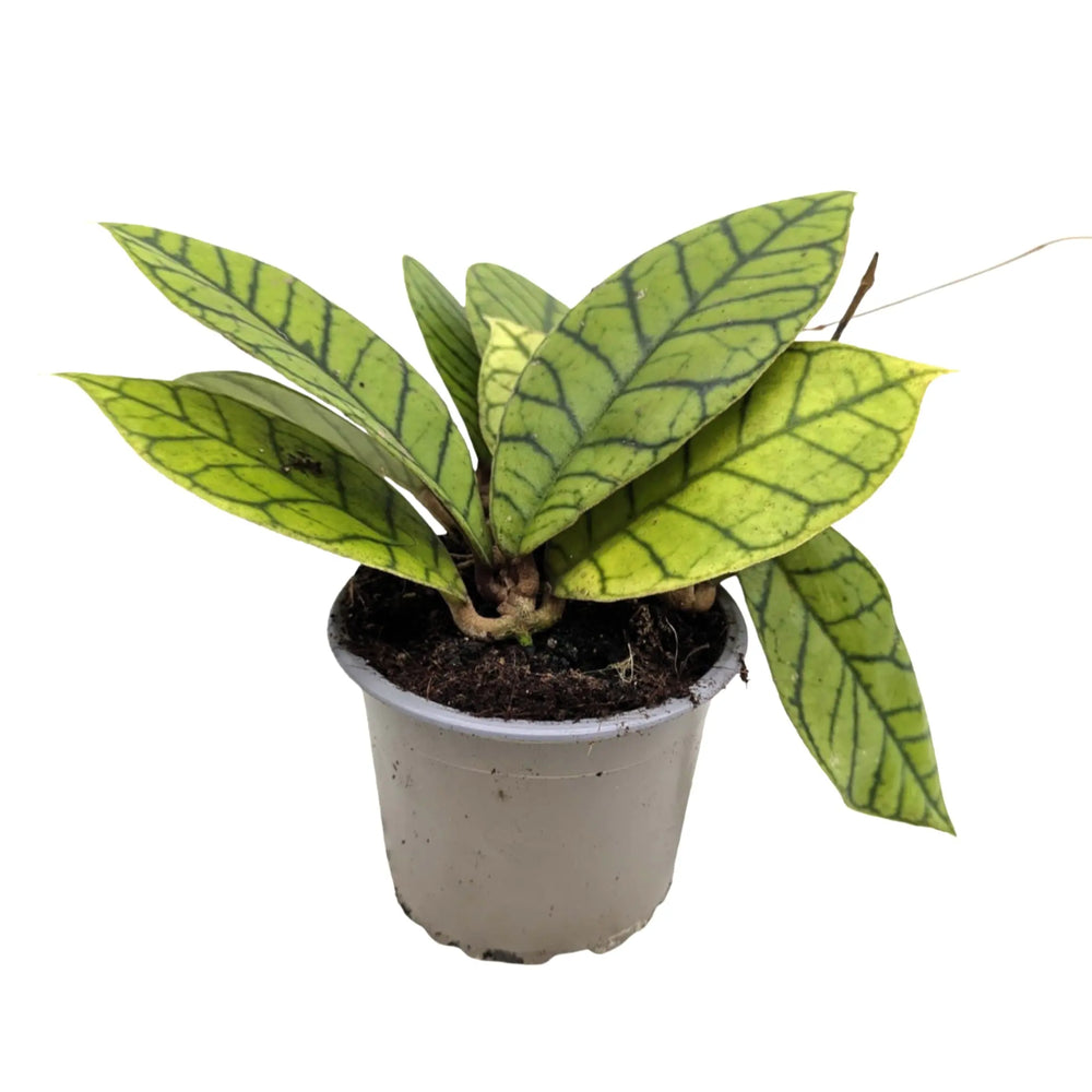 Hoya callistophylla | Wax Plant_3_main