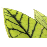 Hoya callistophylla | Wax Plant Leaf Culture