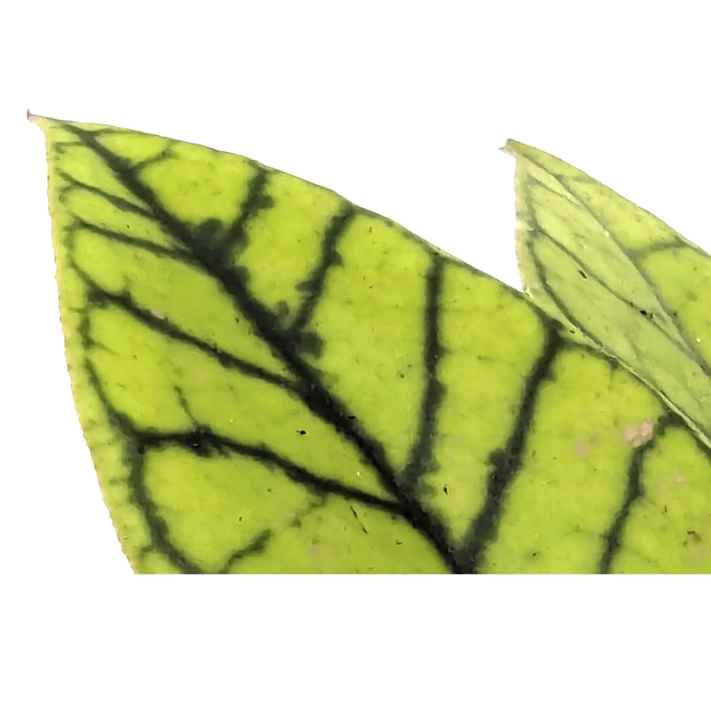 Hoya callistophylla | Wax Plant_4_main
