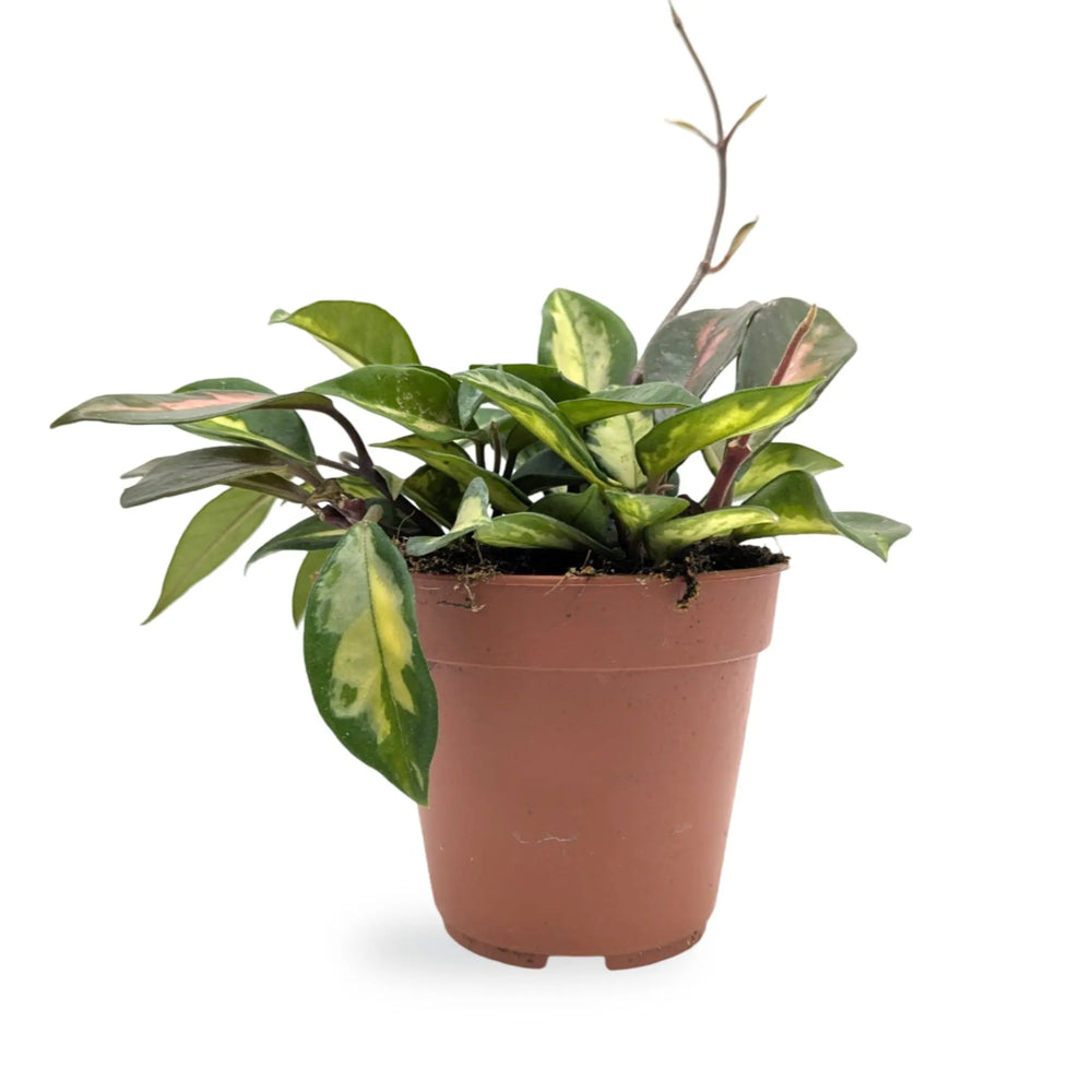 Hoya carnosa Tricolour | Variegated Wax Plant_1_thumb