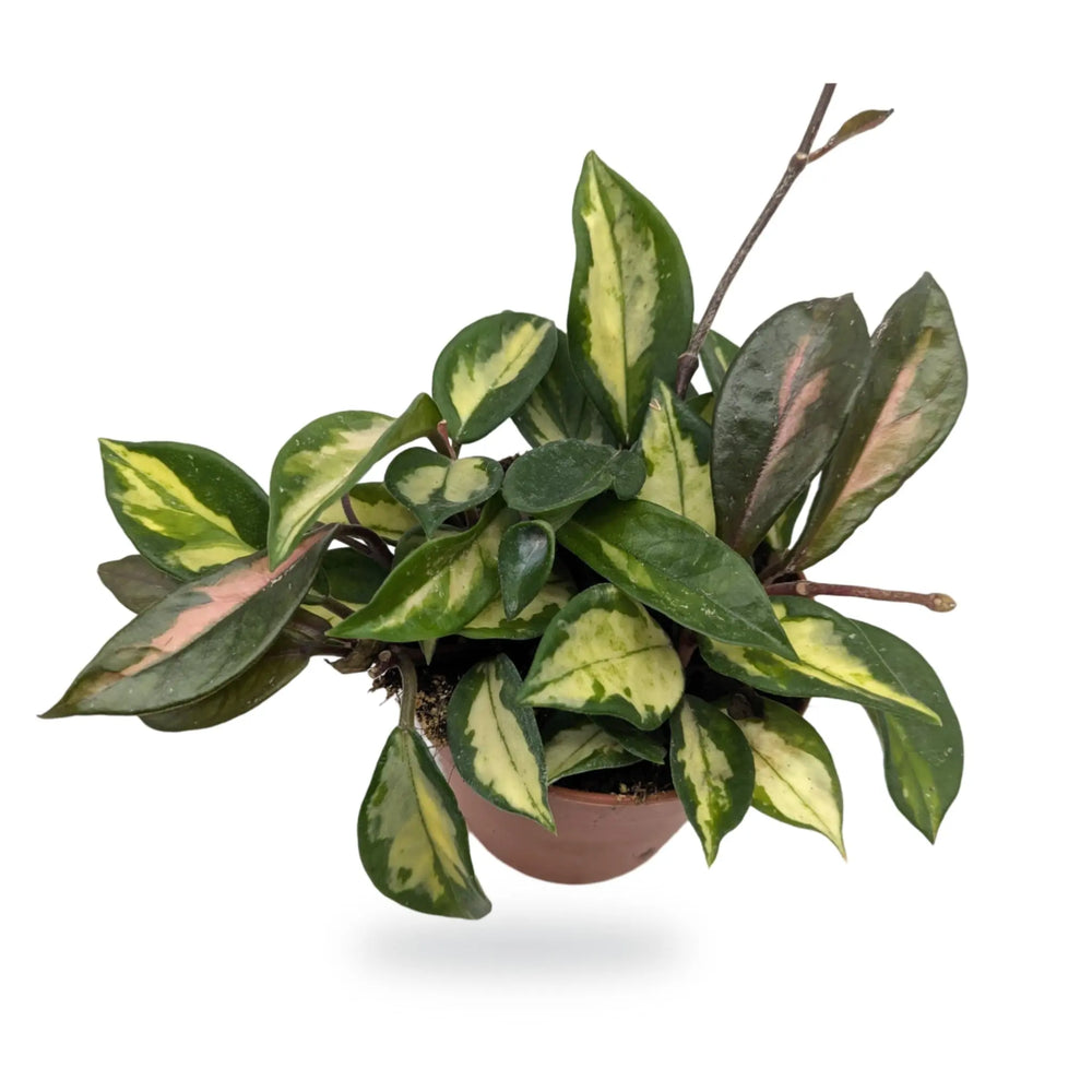 Hoya carnosa Tricolour | Variegated Wax Plant_2_thumb