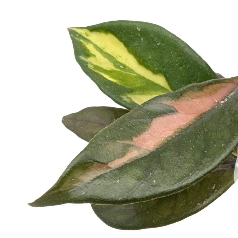 Hoya carnosa Tricolour | Variegated Wax Plant_3_thumb