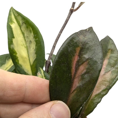 Hoya carnosa Tricolour Leaf Culture