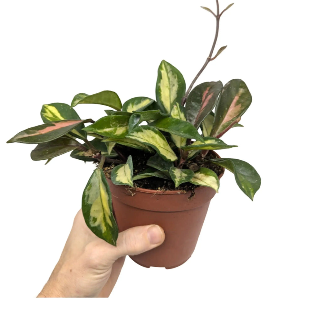 Hoya carnosa Tricolour | Variegated Wax Plant_5_thumb
