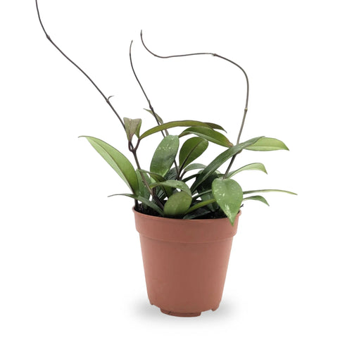 Hoya carnosa | Wax Plant Leaf Culture
