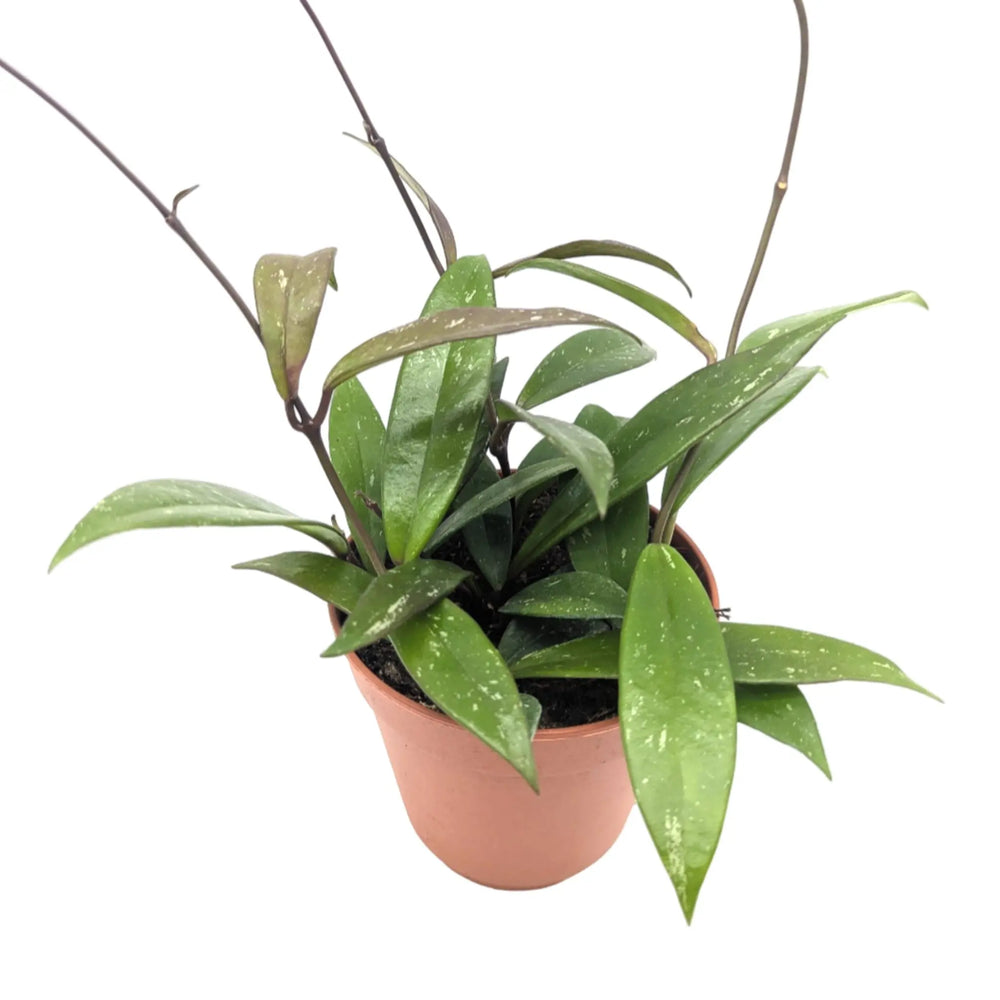 Hoya carnosa | Wax Plant_2_thumb