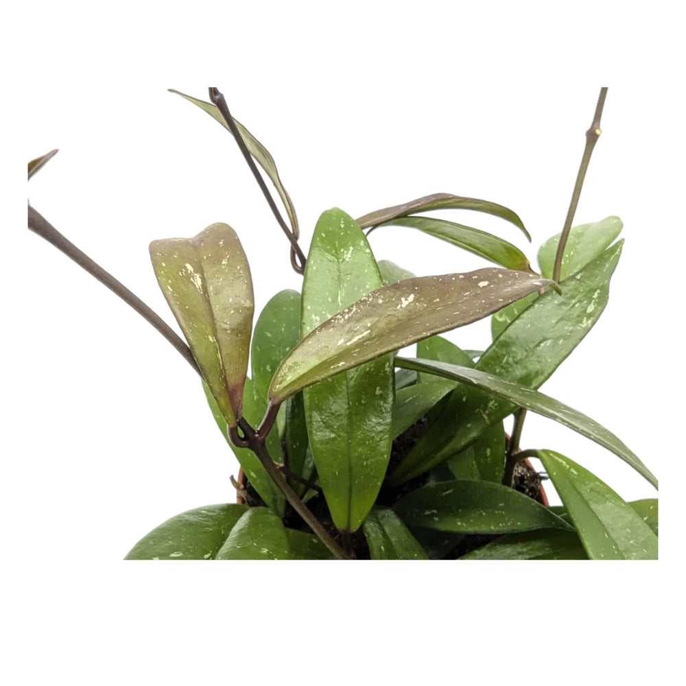 Hoya carnosa | Wax Plant_3_thumb