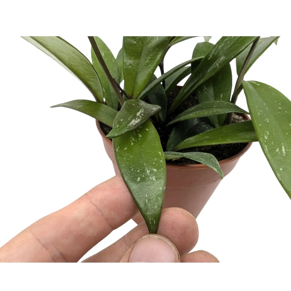 Hoya carnosa | Wax Plant_4_thumb