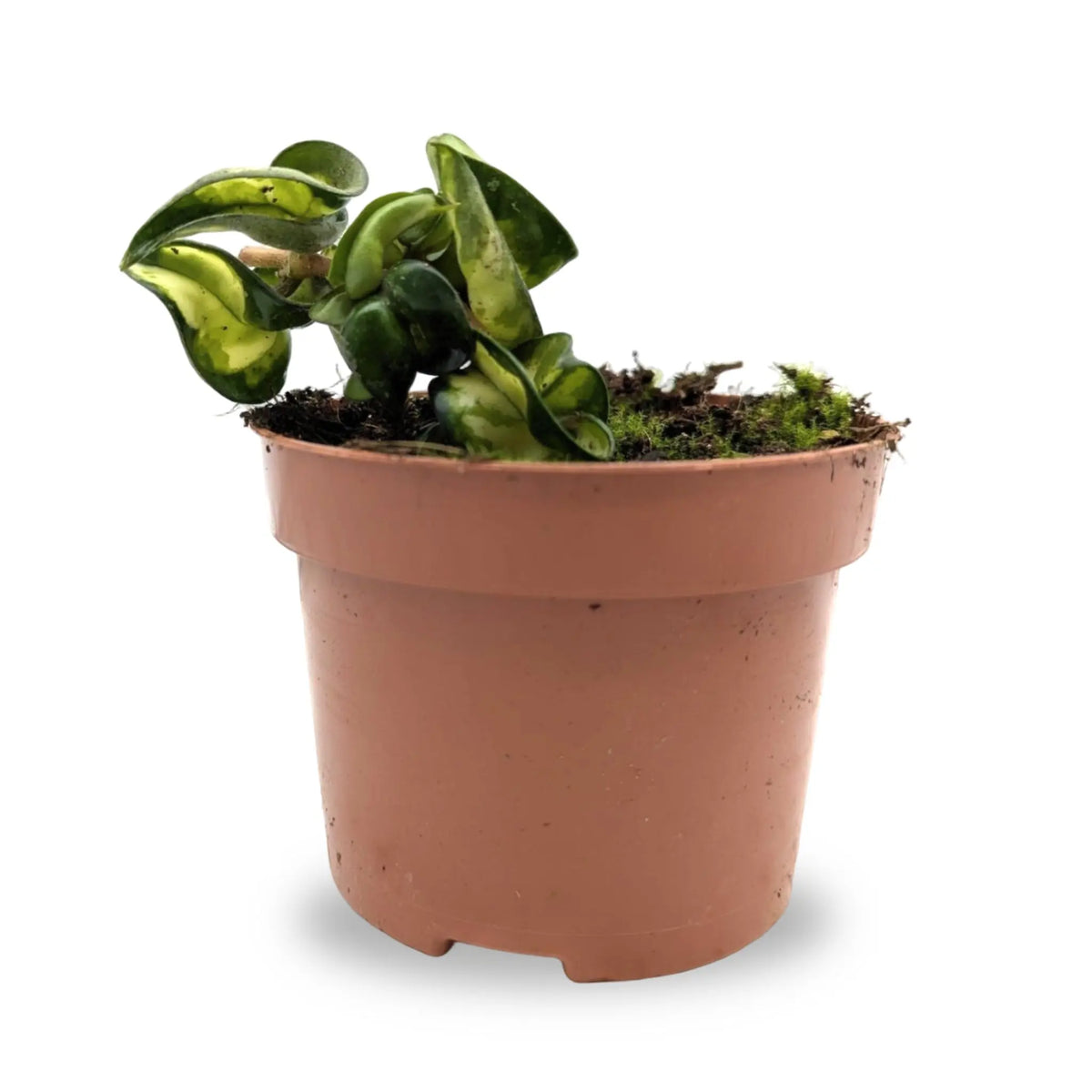 Hoya compacta Mauna Loa | Hindu Rope Plant Leaf Culture