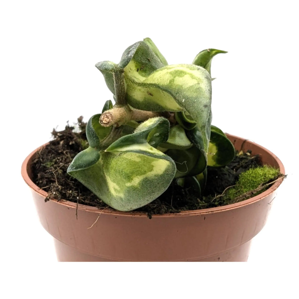 Hoya compacta Mauna Loa | Hindu Rope Plant - Twisted Wax Plant_2_main