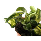 Hoya compacta Mauna Loa | Hindu Rope Plant Leaf Culture