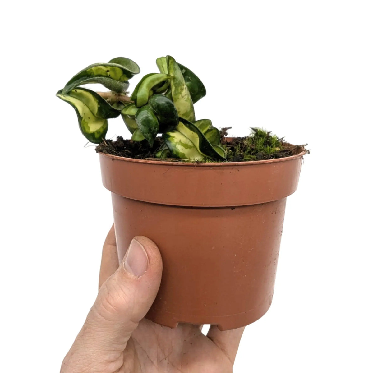 Hoya compacta Mauna Loa | Hindu Rope Plant Leaf Culture