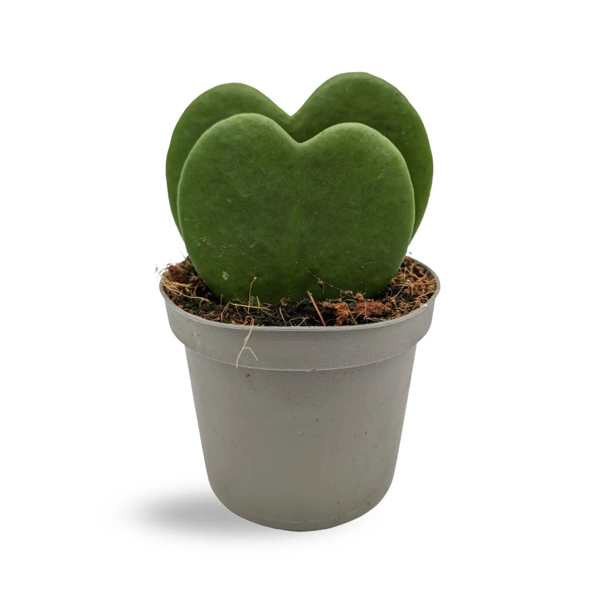 Hoya kerri Double Leaf - Valentine Hoya Leaf Culture