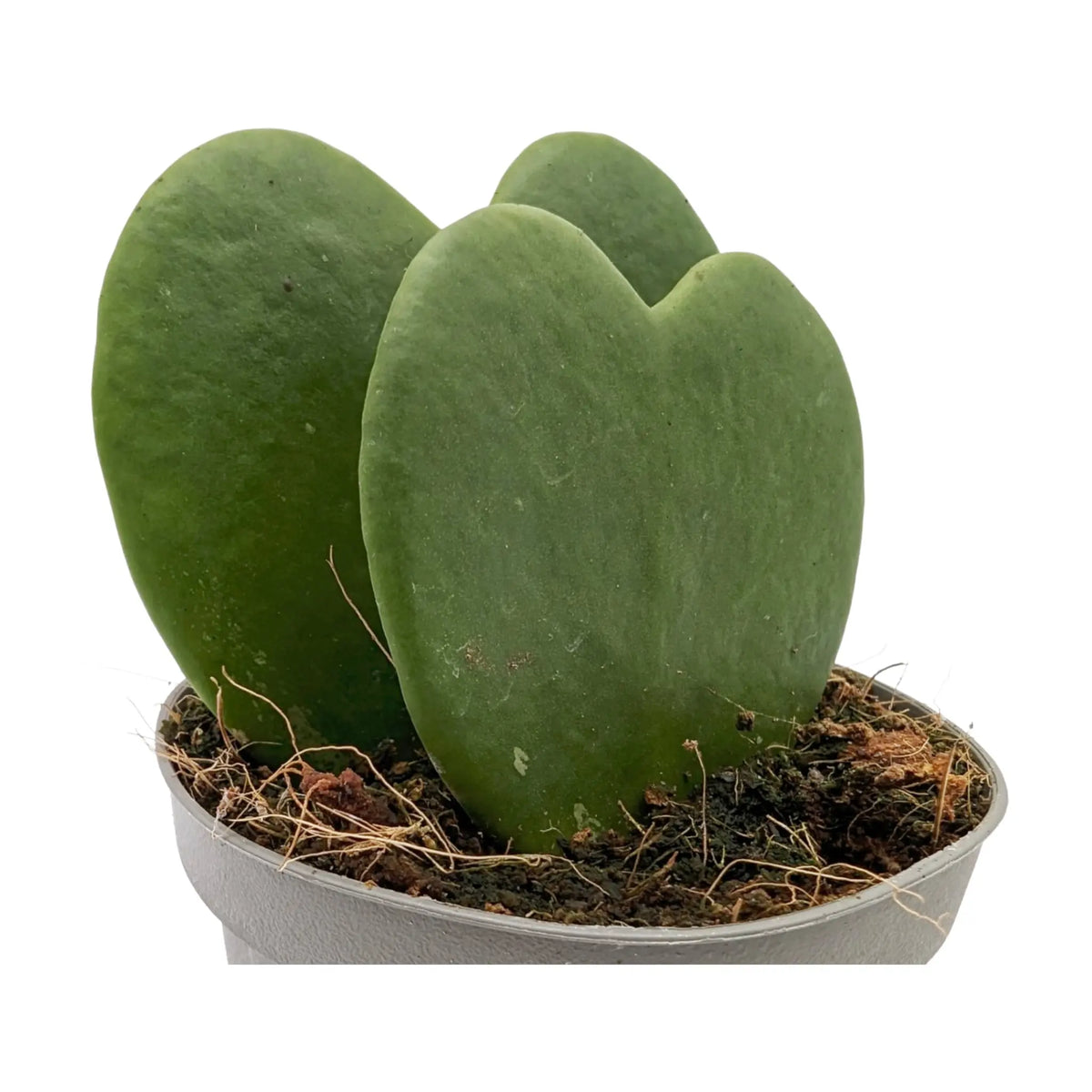 Hoya kerri Double Leaf - Valentine Hoya Leaf Culture