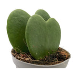 Hoya kerri Double Leaf - Valentine Hoya Leaf Culture