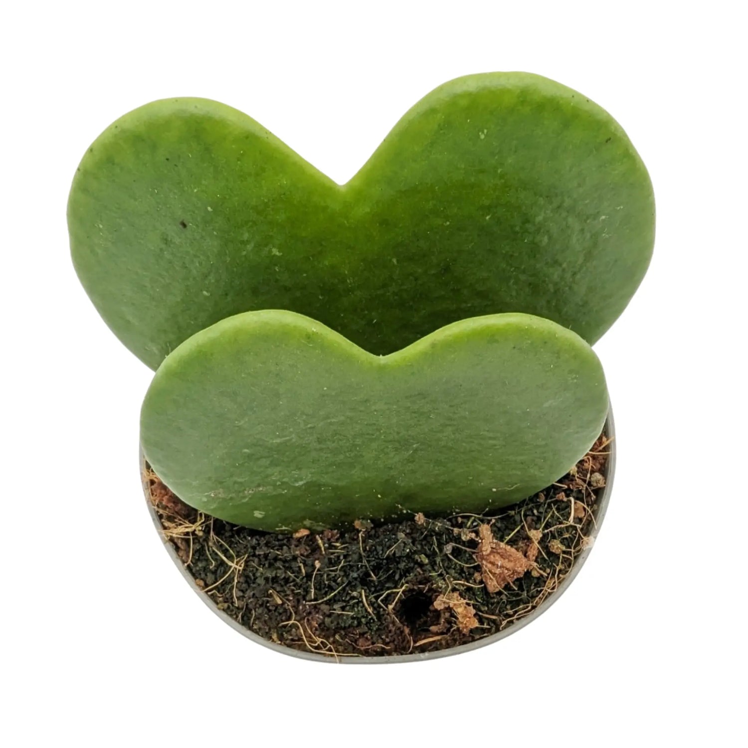 Hoya kerri Double Leaf - Valentine Hoya Leaf Culture