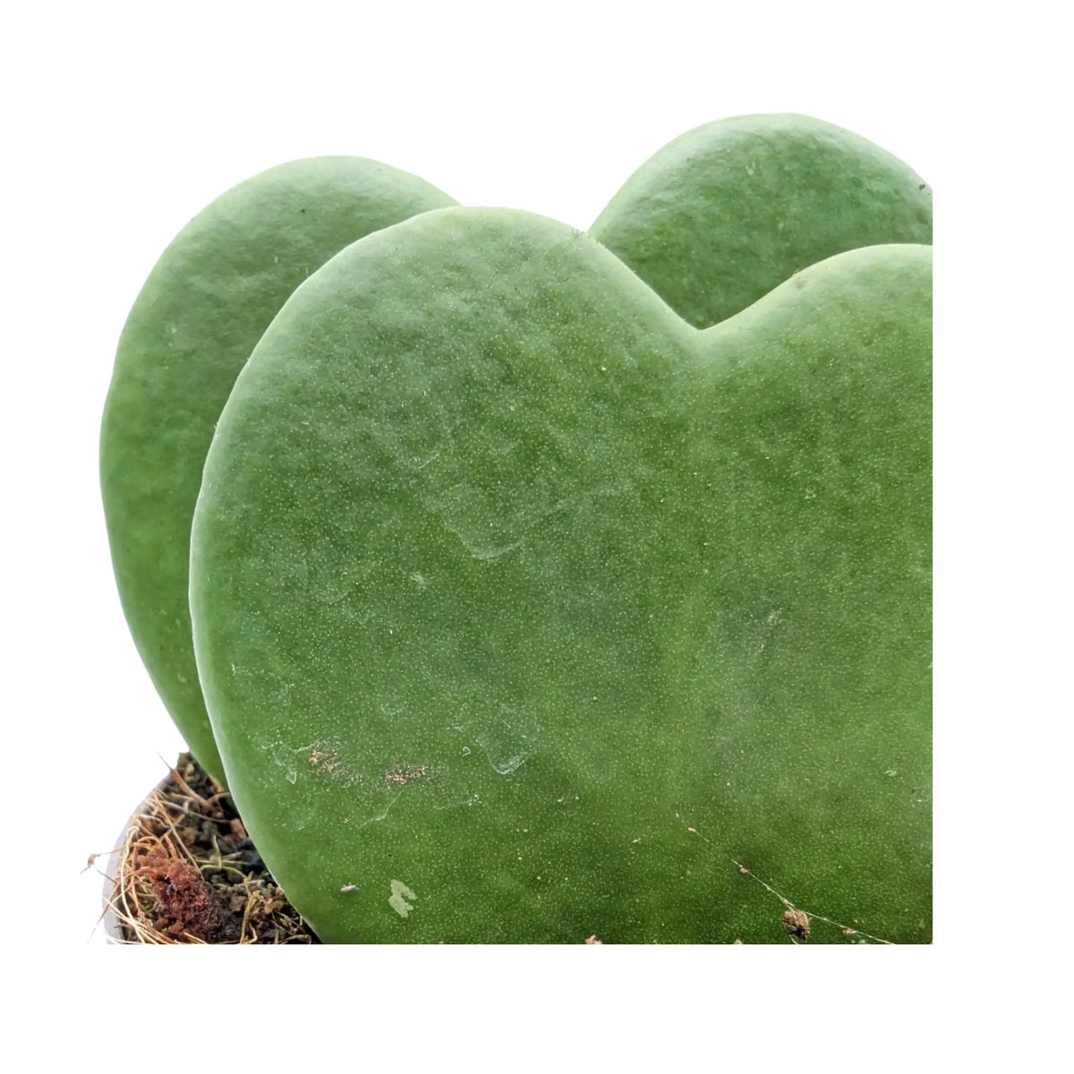 Hoya kerri Double Leaf - Valentine Hoya Leaf Culture