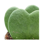 Hoya kerri Double Leaf - Valentine Hoya Leaf Culture