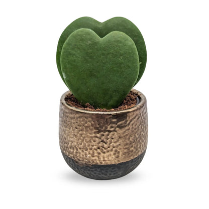 Hoya kerri Double Leaf - Valentine Hoya Leaf Culture