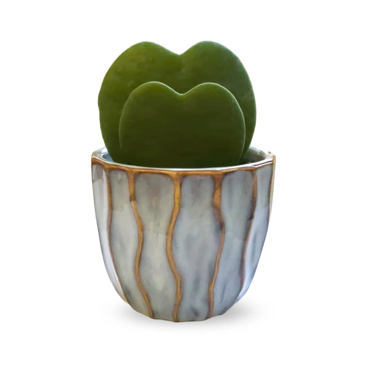 Hoya kerri Double Leaf - Valentine Hoya Leaf Culture