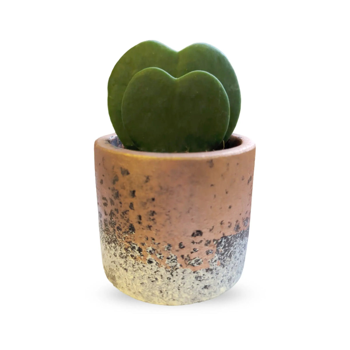 Hoya kerri Double Leaf - Valentine Hoya Leaf Culture