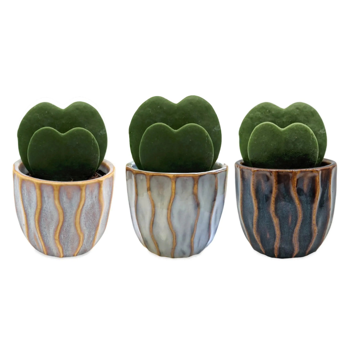 Hoya kerri Double Leaf - Valentine Hoya Leaf Culture