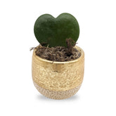 Hoya kerri Single Leaf Including Pot Leaf Culture