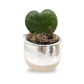 Hoya kerri Single Leaf Including Pot Leaf Culture