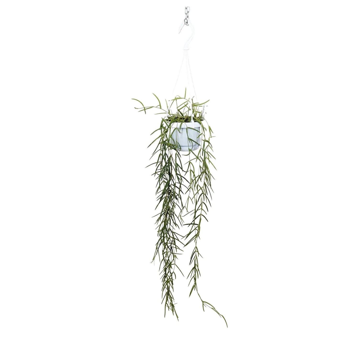 Hoya linearis Hanging Plant - Porcelain Vine Leaf Culture