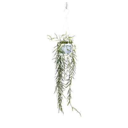 Hoya linearis Hanging Plant - Porcelain Vine Leaf Culture