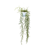 Hoya linearis Hanging Plant - Porcelain Vine Leaf Culture
