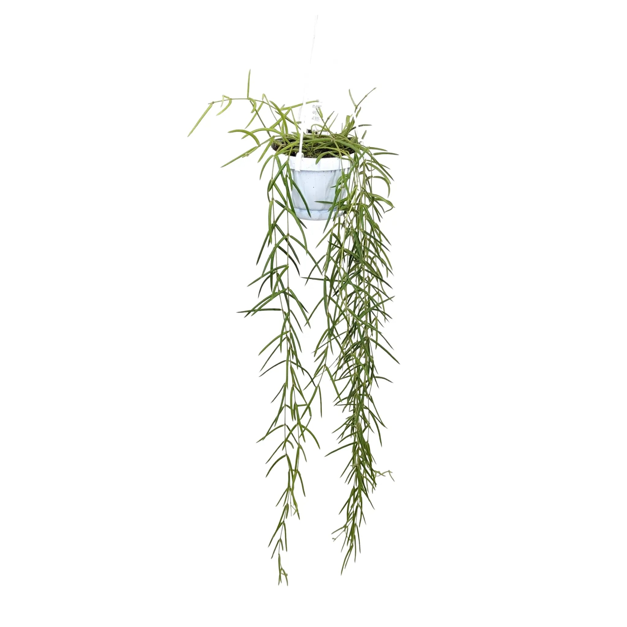 Hoya linearis Hanging Plant - Porcelain Vine Leaf Culture