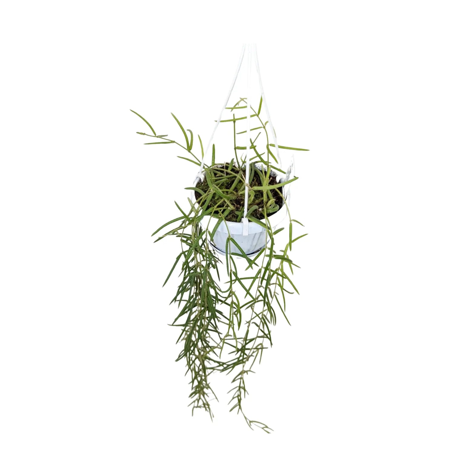 Hoya linearis Hanging Plant - Porcelain Vine Leaf Culture