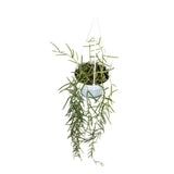 Hoya linearis Hanging Plant - Porcelain Vine Leaf Culture