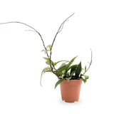 Hoya pubicalyx | Wax Plant Leaf Culture