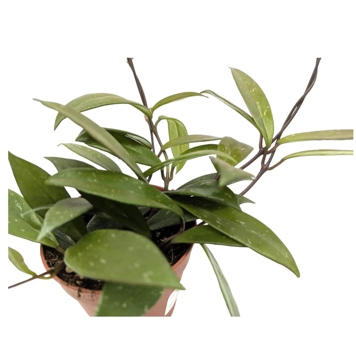 Hoya pubicalyx | Wax Plant Leaf Culture