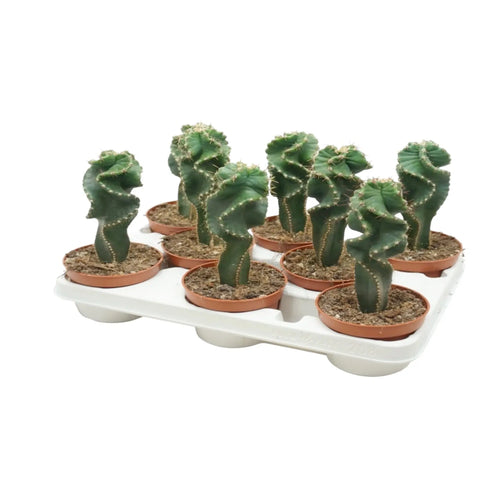 Jamacaru Spiralis | Spiral Cactus Leaf Culture