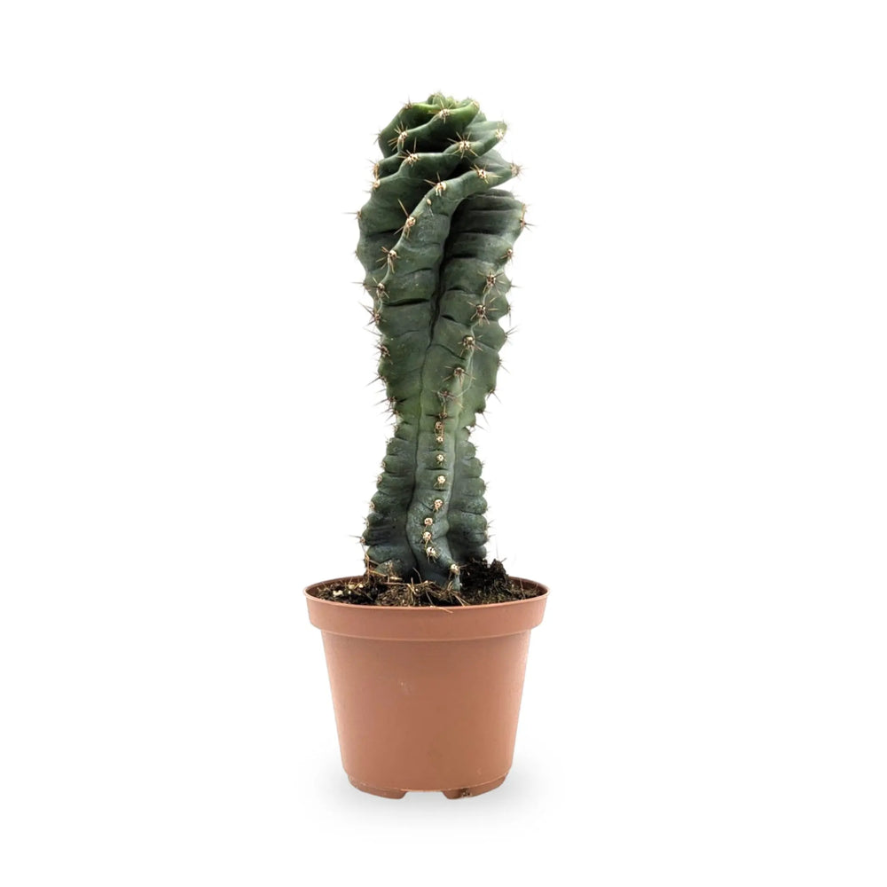 Jamacaru Spiralis | Spiral Cactus_1_main
